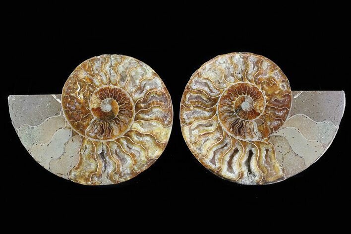 Cut & Polished Ammonite Fossil - Agatized #78585